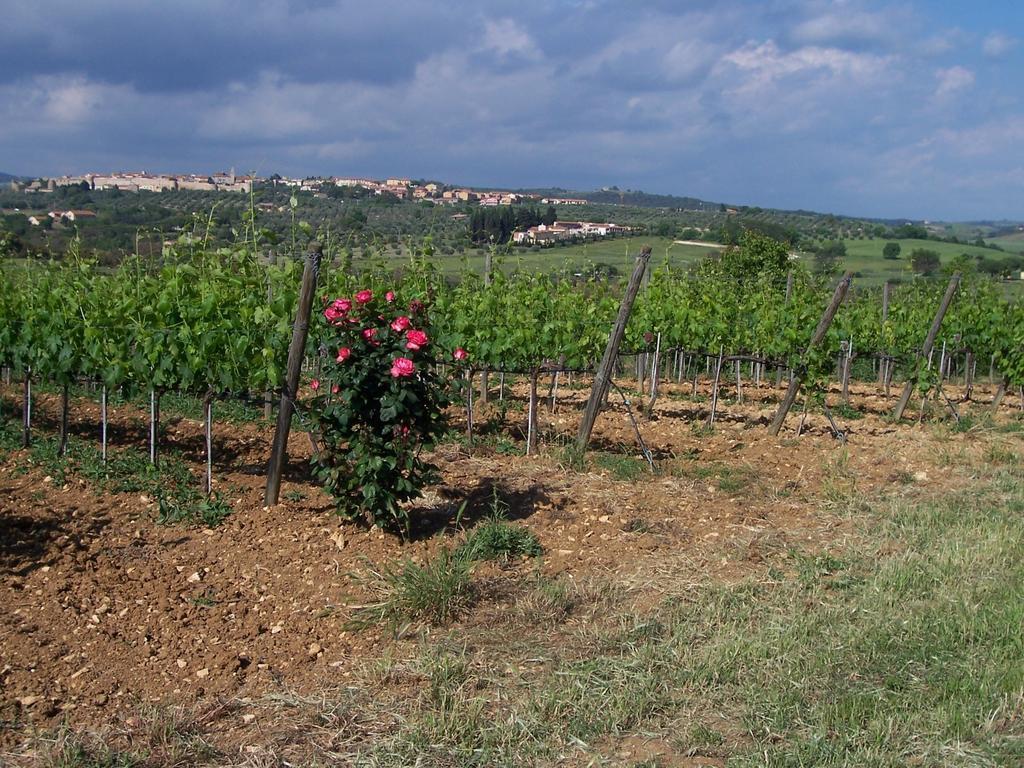 Agriturismo La Carlina Villa Magliano in Toscana Exteriör bild